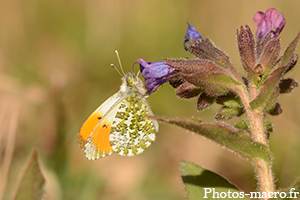 L'Aurore en plein travail - bis<br />(F.Pieridae)
