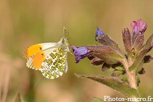 L'Aurore en plein travail - ter<br />(F.Pieridae)
