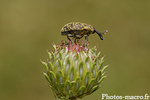 La Trompe parasitée d'un papillon<br />(F.Nymphalidae)
