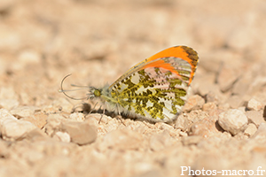 Un Aurore à terre!<br />(F.Pieridae)