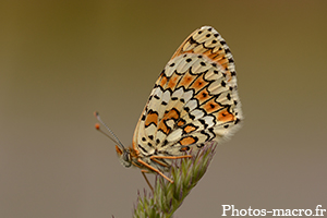 Une Mélitée de face<br />(F.Nymphalidae)