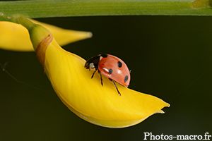 Une Coccinelle à sept points<br />(F.Coccinellidae)
