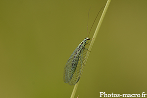 Une Chrysope verte<br />(F.Chrysopidae)