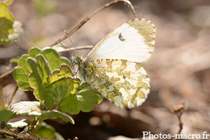 L'Aurore sur géranium<br />(F.Pieridae)