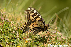 Un Machaon à terre !<br />(F.Papilionidae)