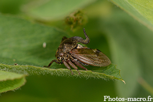 Un Demi-Diable à la corne retroussée<br />(F.Membracidae)