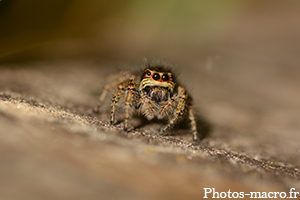 Une araignée Salticide<br />(F.Salticidae)
