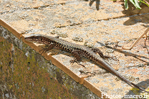 Un Lézard sur muret<br /> 