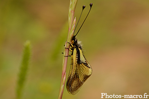 Un Ascalaphe soufré<br />(F.Ascalaphidae)
