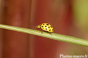 Une coccinelle à 22 points<br />(F.Coccinellidae)