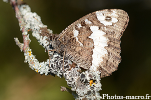 Un Silène posé sur sa branche<br />(F.Nymphalidae)