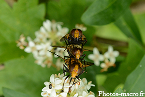 Une Triplette de Volucelle enflée<br />(F.Syrphidae)
