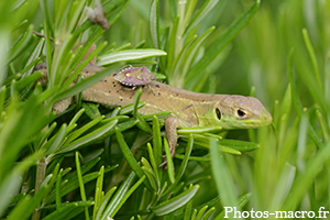 Le lézard vert avec sa punaise<br />(F.lacertidae)