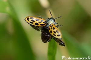 Une Chrsysomèle à vingt points<br />(F.Chrysomelidae)
