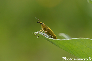 Lixus paraplecticus en parade<br />(F.Curculionidae)
