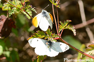 Un Accouplement d'Aurores<br />(F.Pieridae)