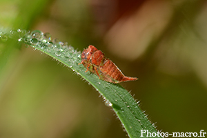 Une Larve de Membracide<br />(F.Membracidae)