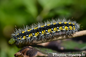 Callimorpha dominula