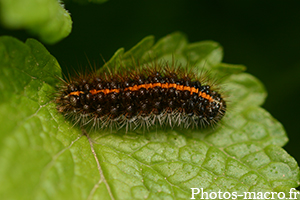 Spilosoma lubricipeda