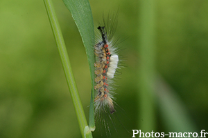 Orgyia antiqua