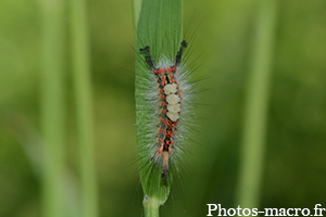 Orgyia antiqua