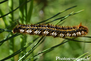 Euthrix potatoria