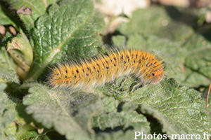 Lasiocampa trifolii