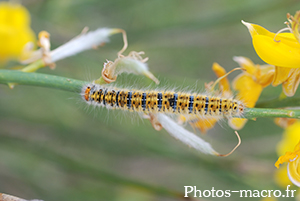 Lasiocampa trifolii