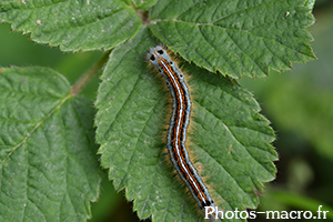 Malacosoma neustria