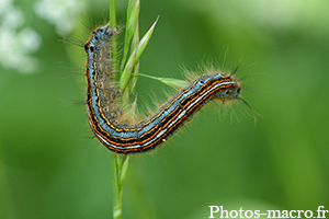 Malacosoma neustriala