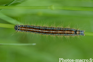 Malacosoma neustriala