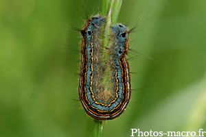 Malacosoma neustriala