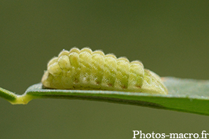 Satyrium pruni