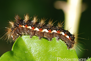 Acronicta rumicis