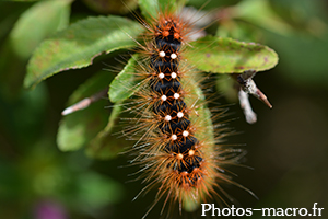 Acronicta auricoma