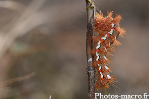 Acronicta rumicis