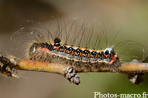 Acronicta tridens