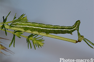 Amphipyra livida