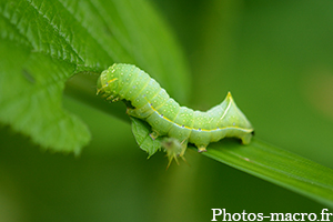 Amphipyra pyramidea