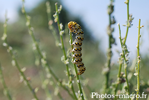 Shargacucullia scrophulariae