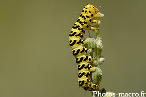 Shargacucullia verbasci