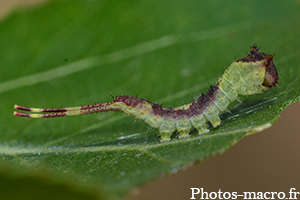 Cerura vinula