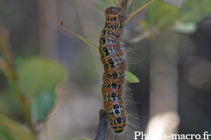 Phalera bucephala