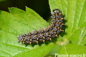 Melitaea athalia