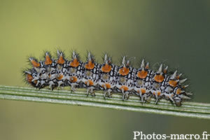 Melitaea didyma