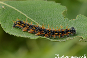 Nymphalis polychloros