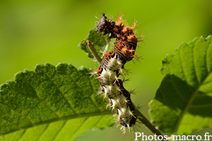 Polygonia c-album