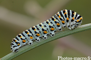 Papilio machaon