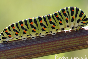 Papilio machaon