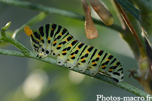 Papilio machaon